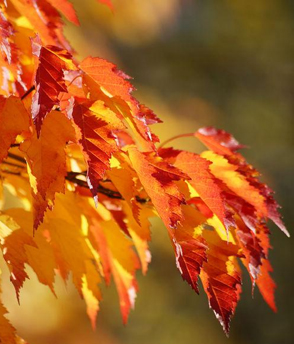 leafs_autumn_cr